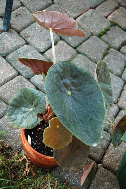 B. kautskyana